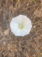 Calystegia subacaulis