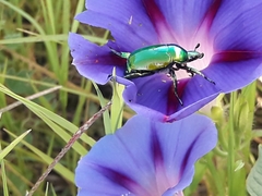 Calomacraspis splendens