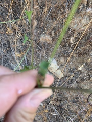 Calystegia subacaulis
