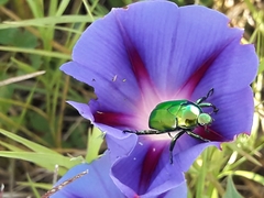 Calomacraspis splendens