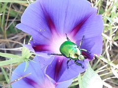 Calomacraspis splendens