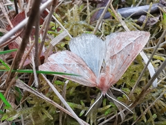 Compsoptera opacaria