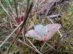 Compsoptera opacaria