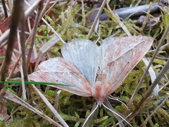 Compsoptera opacaria