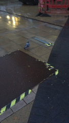 Columba livia domestica