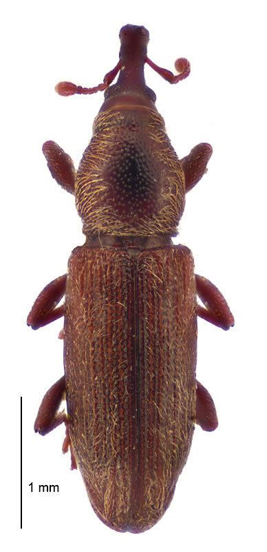 Tanysoma
