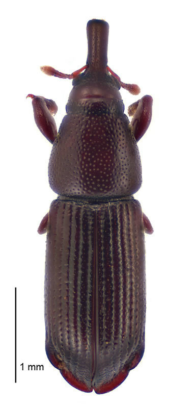 Torostoma