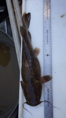 Pylodictis olivaris