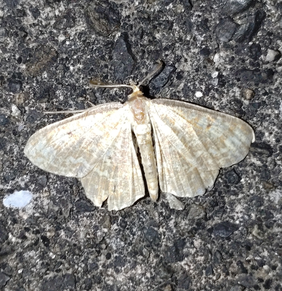 Synegia ichinosawana