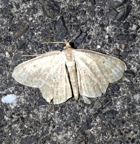 Synegia ichinosawana