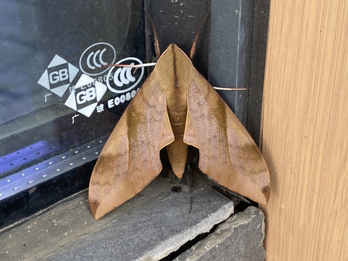 Clanis bilineata