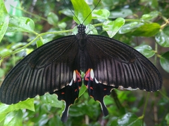 Papilio polytes