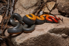 Diadophis punctatus regalis