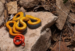 Diadophis punctatus regalis