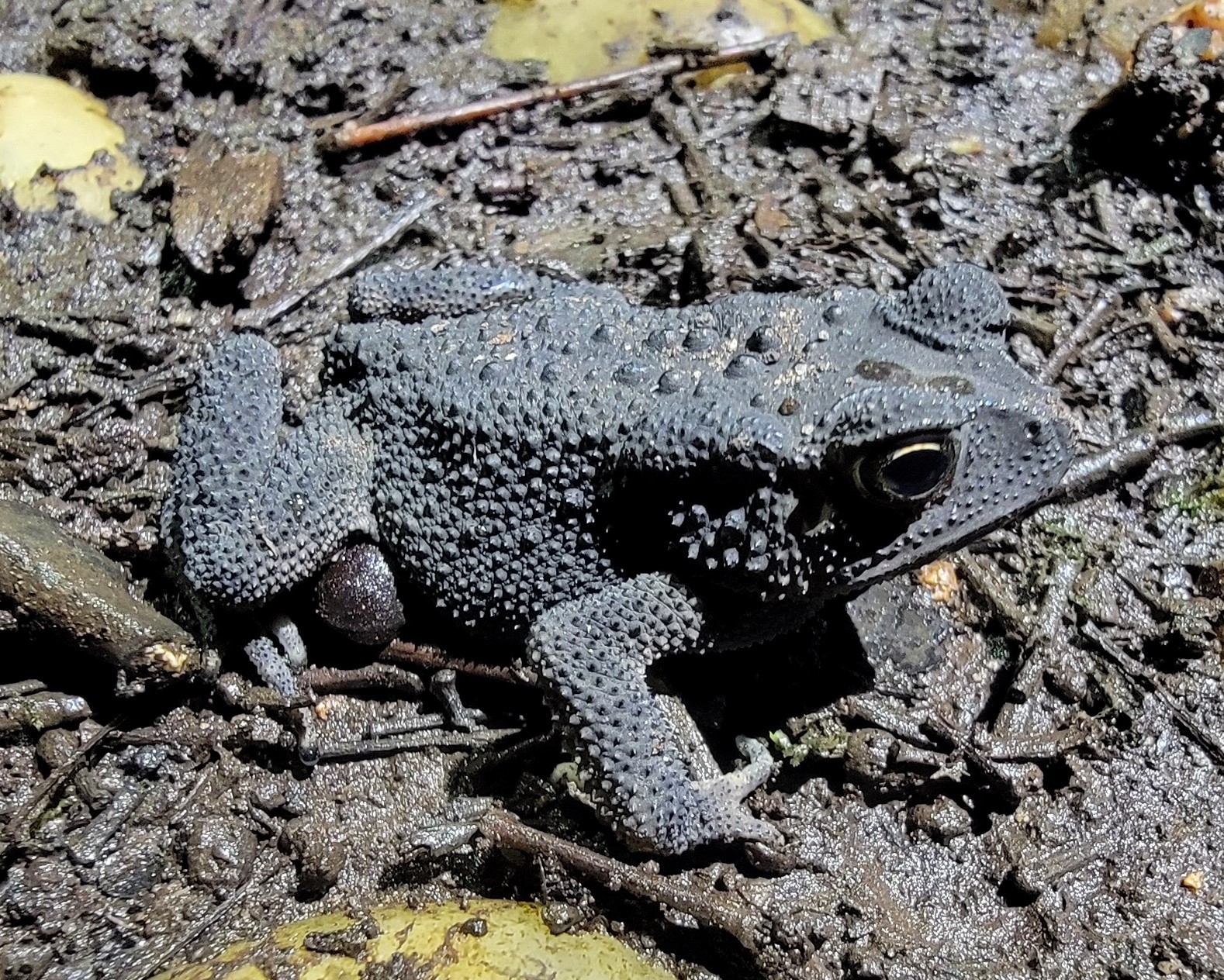 Indian Common True Toad