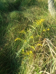 Solidago juliae