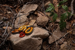 Diadophis punctatus regalis