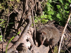 Antechinus