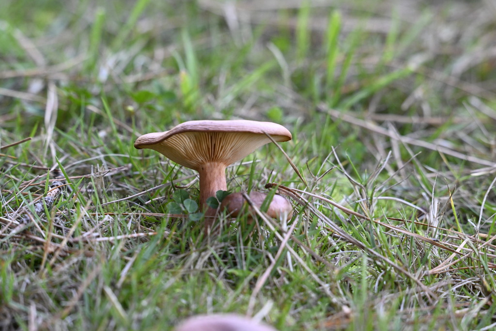 Lactarius rufus · April 2025 · photo: © invertebratist (iNaturalist, cc-by-nc)