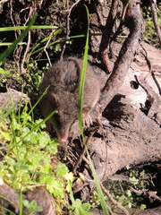 Antechinus