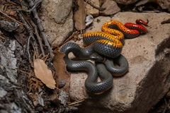 Diadophis punctatus regalis