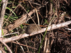 Antechinus