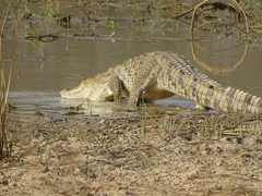 Crocodylus suchus