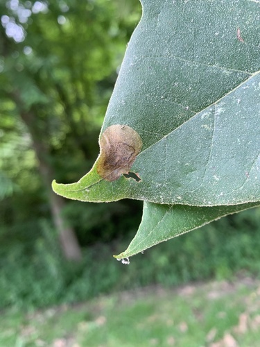 Sycamore Leaf Blotch Miner photo 3