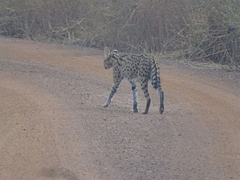 Leptailurus serval image