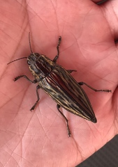 Chalcophora japonica