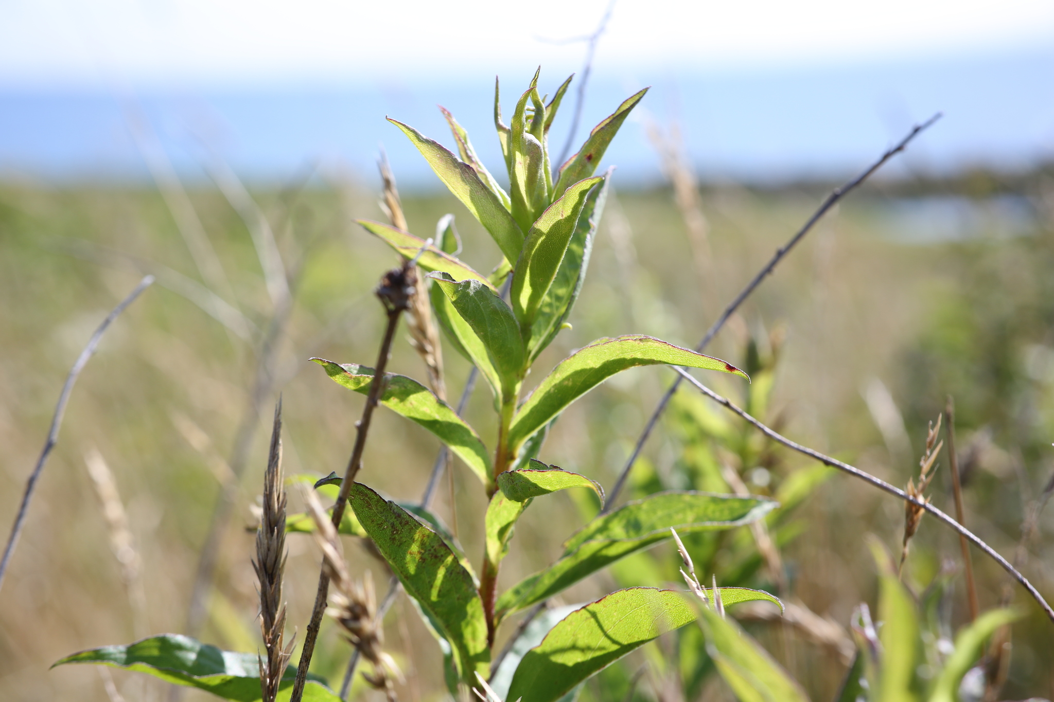 Rough-stemmed goldenrod