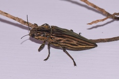 Chalcophora japonica