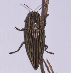 Chalcophora japonica