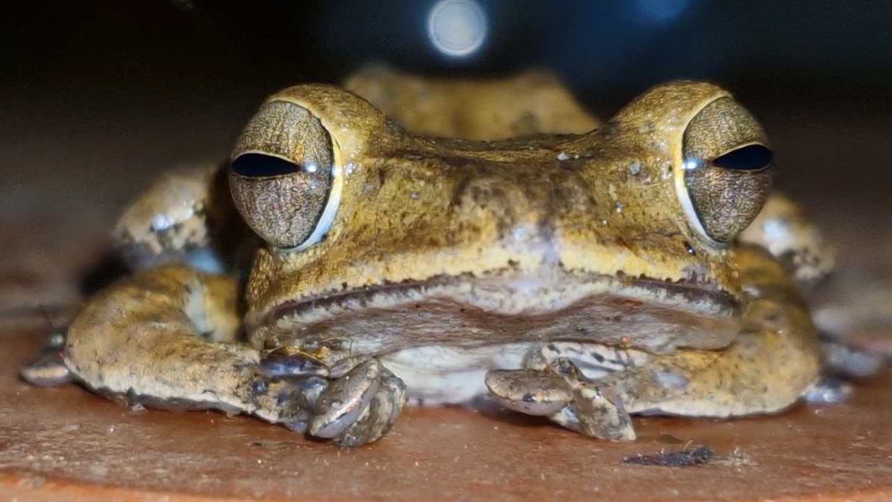 Nagercoil Whipping Frog