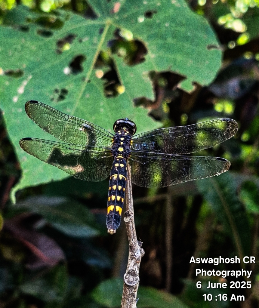 Lyriothemis abrahami