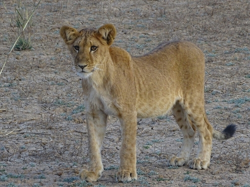 Northern Lion