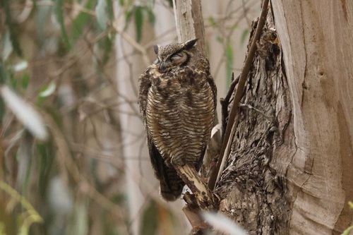 View observation of {o.common_name} on iNaturalist