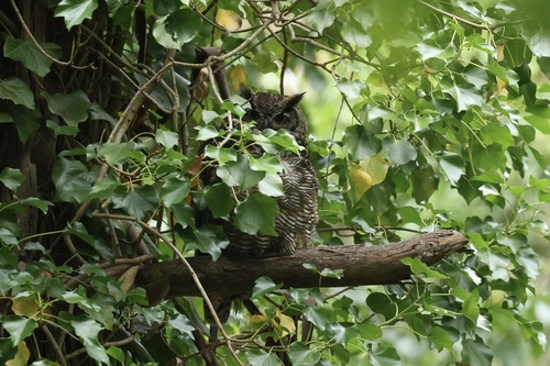 View observation of {o.common_name} on iNaturalist