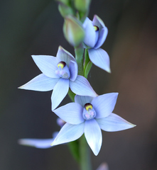 Thelymitra malvina