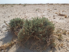 Aeluropus lagopoides