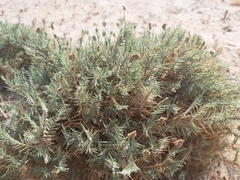 Aeluropus lagopoides