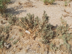 Aeluropus lagopoides