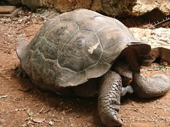 Chelonoidis niger chathamensis