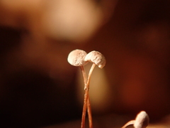 Mycena capillaris