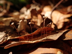 Mycena capillaris