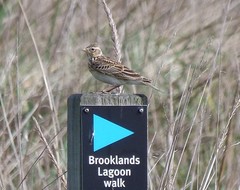 Alauda arvensis arvensis