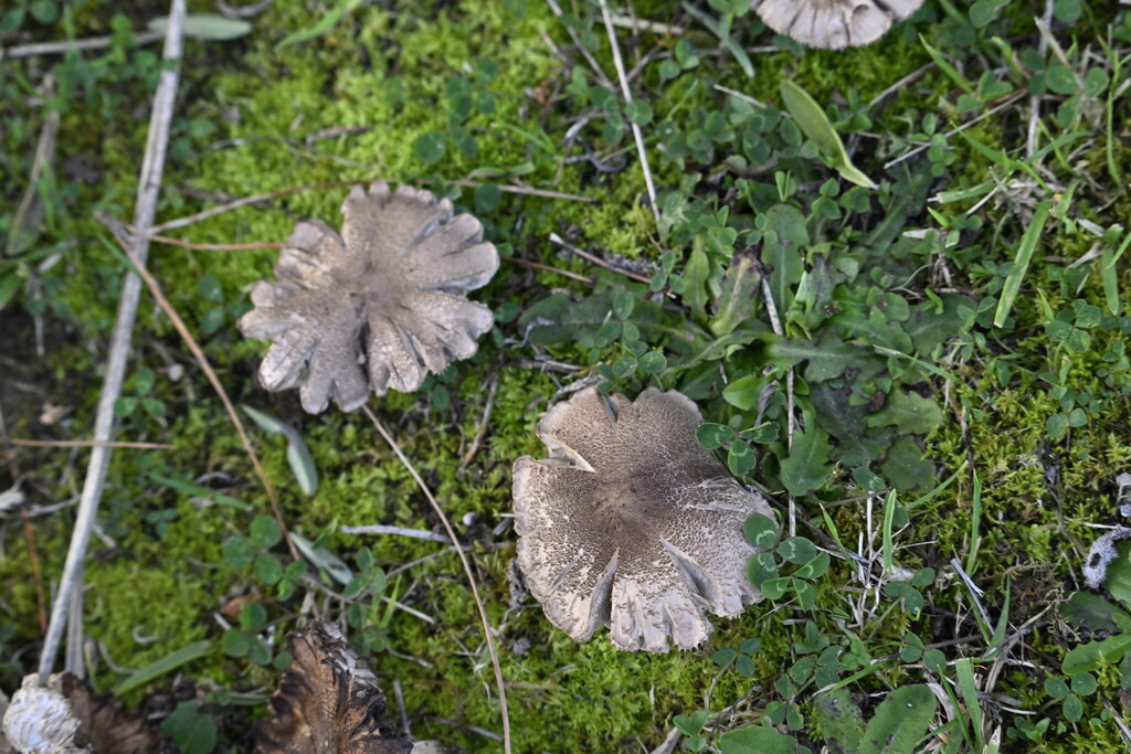 Tricholoma terreum · April 2025 · photo: © invertebratist (iNaturalist, cc-by-nc)