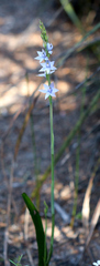 Thelymitra malvina