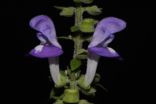 Alabama Skullcap (Scutellaria alabamensis)