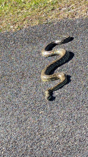 Coastal Carpet Python sighting